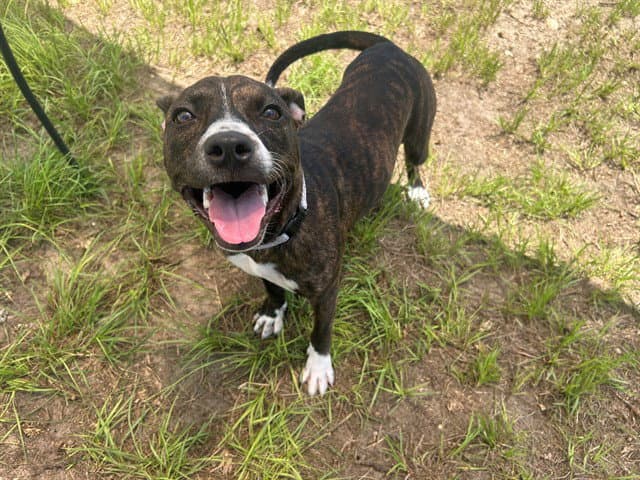 Cappy - American Pit Bull Terrier