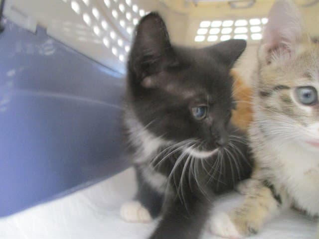 Unknown - Domestic Short Hair