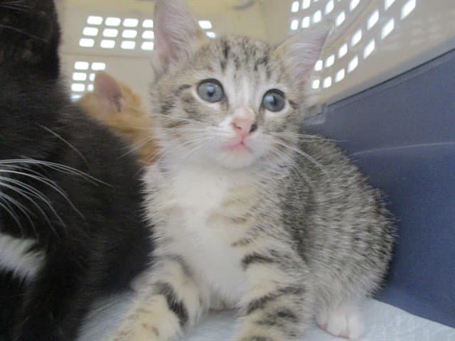 Unknown - Domestic Short Hair