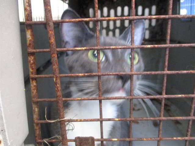 Mrblues - Domestic Short Hair