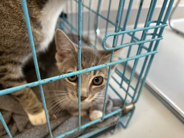 Unknown - Domestic Short Hair