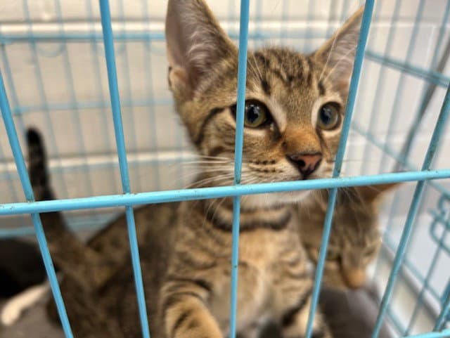 Unknown - Domestic Short Hair