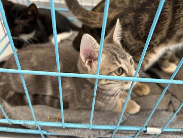 Unknown - Domestic Short Hair