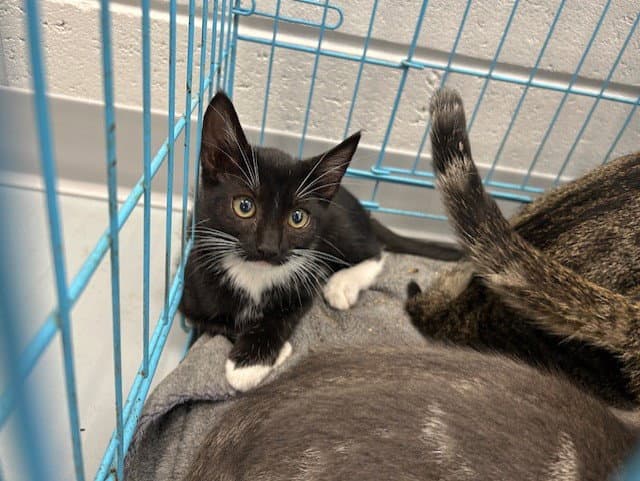 Unknown - Domestic Short Hair