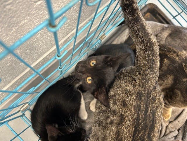 Unknown - Domestic Short Hair