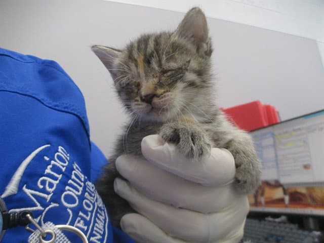Harmony - Domestic Short Hair