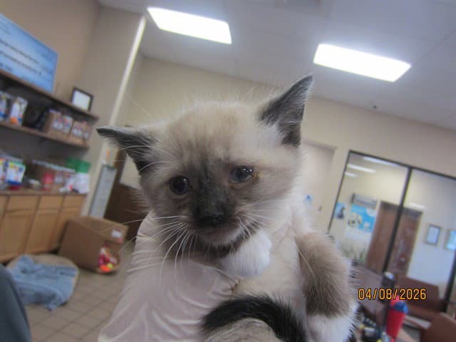 Unknown - Domestic Short Hair