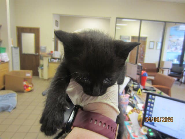 Unknown - Domestic Short Hair