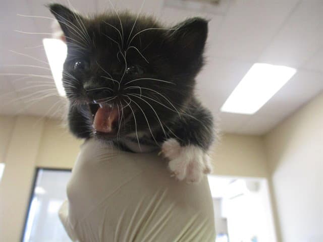 Unknown - Domestic Short Hair