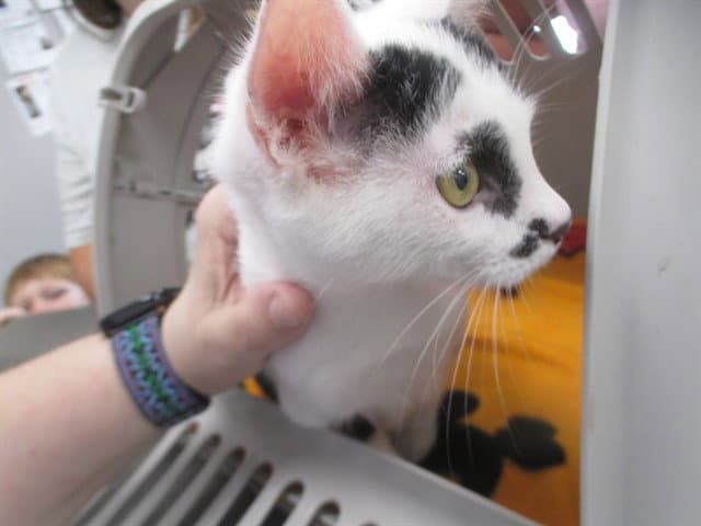Moomoo - Domestic Short Hair