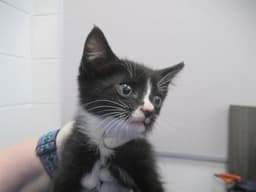 Zorro image 1