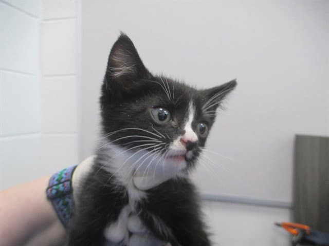 Zorro - Domestic Short Hair