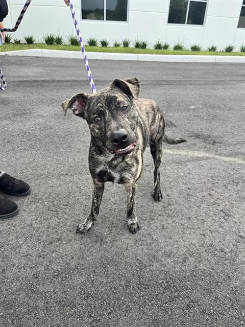 Ryder - Plott Hound