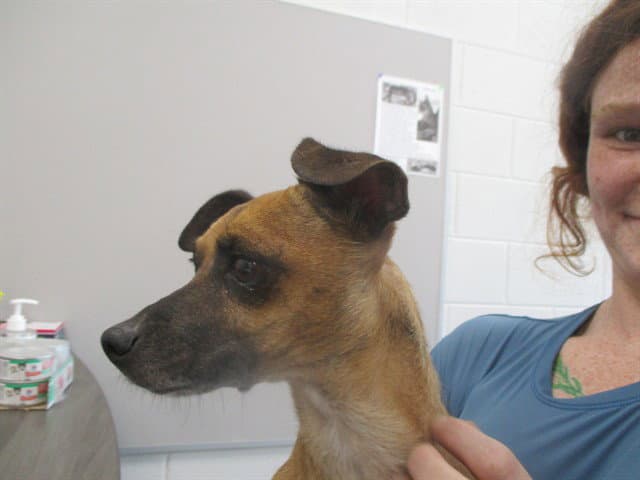 Lucy - Chihuahua