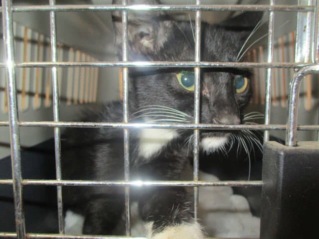 Unknown - Domestic Short Hair