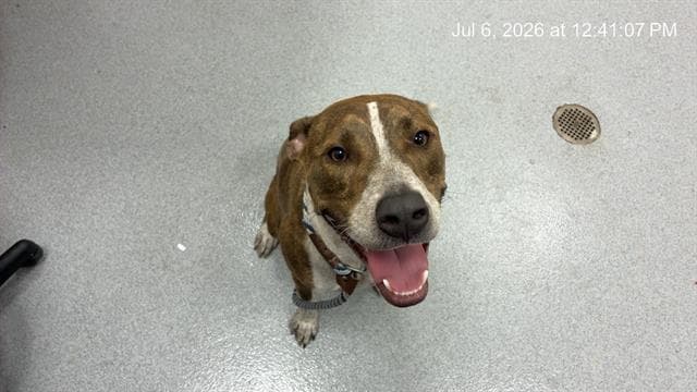 Cholo - American Pit Bull Terrier