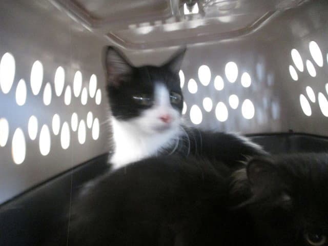 Splash - Domestic Short Hair