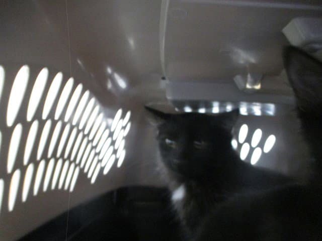 Phantom - Domestic Short Hair
