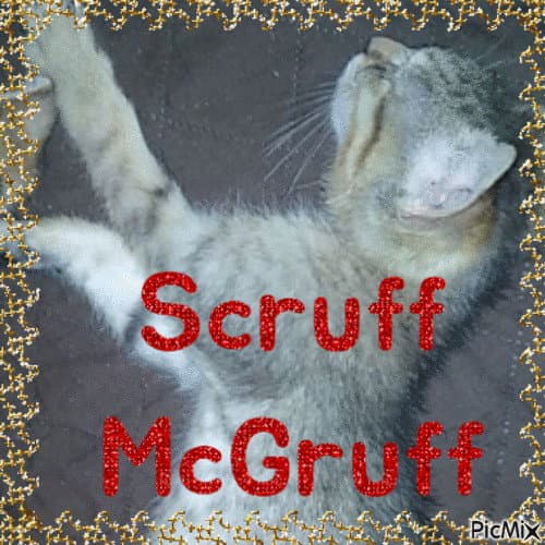 Scruffy Mcgruff - Domestic Short Hair