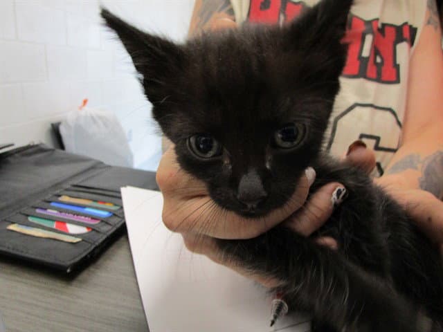 Unknown - Domestic Short Hair