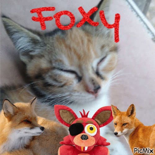 Foxy - Domestic Short Hair