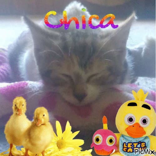 Chica - Domestic Short Hair