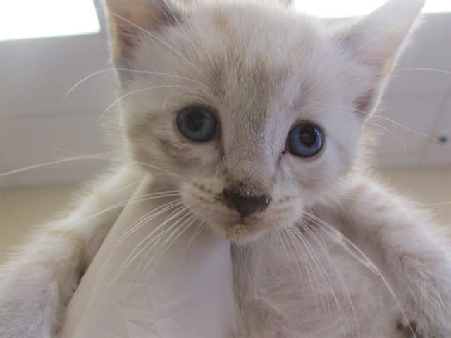 Harriet - Domestic Short Hair