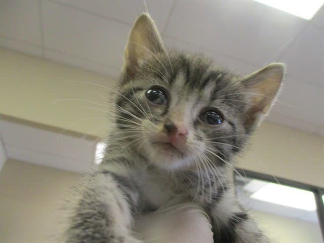Nadia - Domestic Short Hair