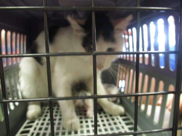 Luna - Domestic Short Hair