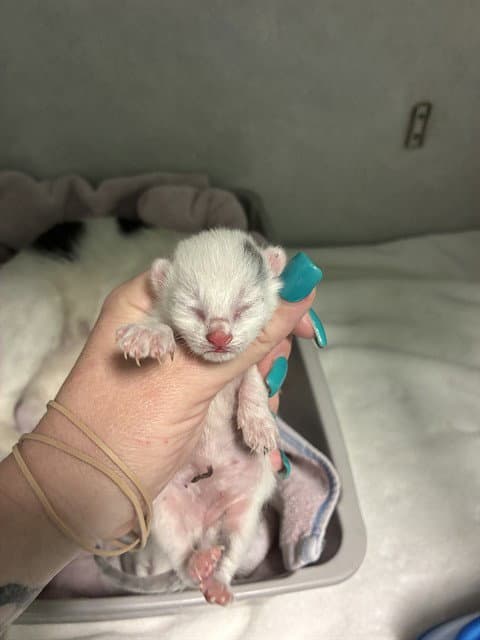 Kitten - Domestic Short Hair