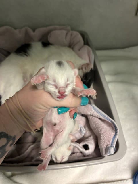 Kitten - Domestic Short Hair