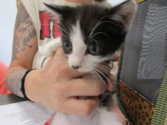 Dana - Domestic Short Hair