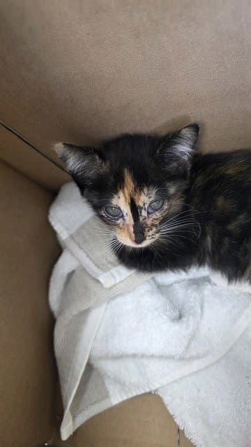 Unknown - Domestic Short Hair