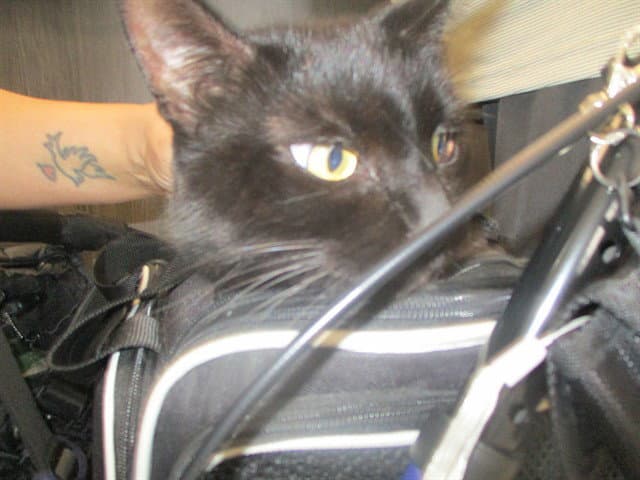 Lily - Domestic Short Hair