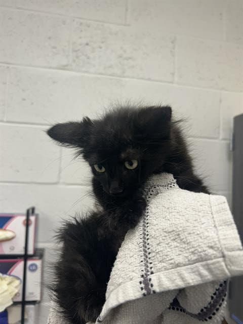 Brooks - Domestic Short Hair