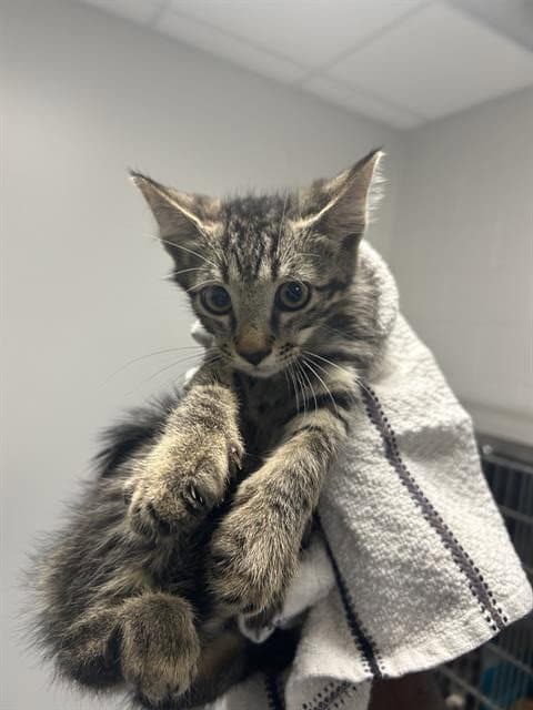 Dunn - Domestic Short Hair