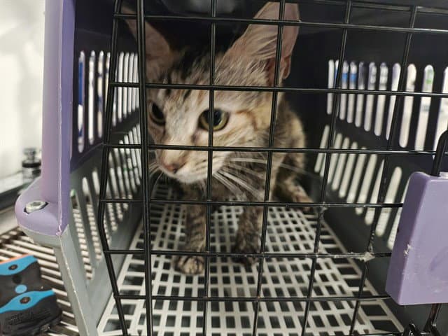 Unknown - Domestic Short Hair