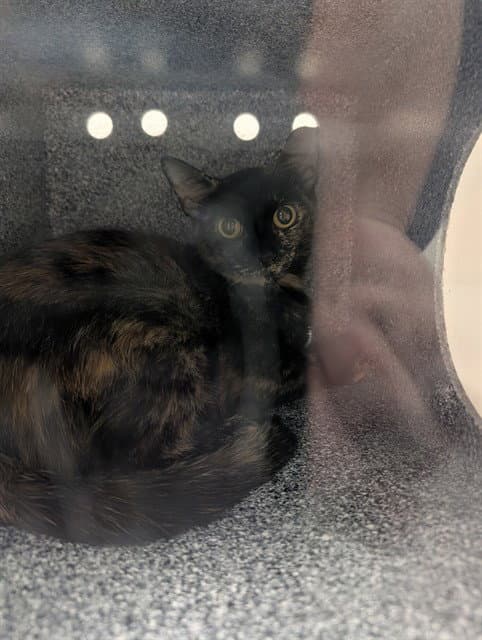 Apple - Domestic Short Hair
