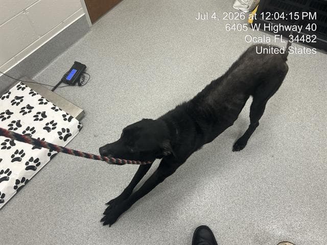 Eveevee - Labrador Retriever