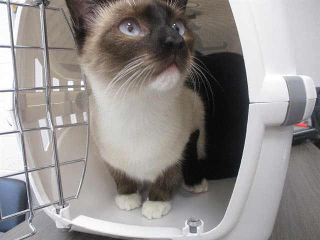 Luna - Domestic Short Hair