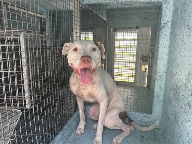Unknown - American Pit Bull Terrier