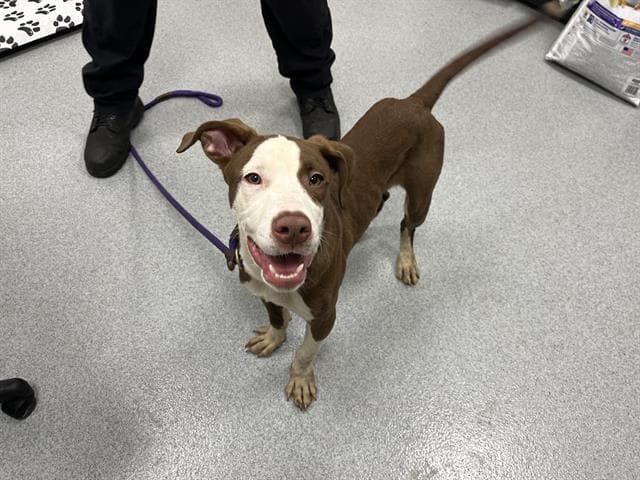 Unknown - American Pit Bull Terrier