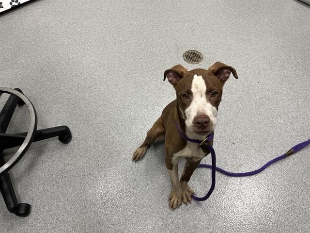Unknown - American Pit Bull Terrier