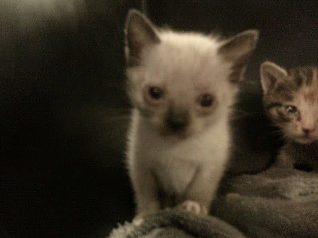 Henry