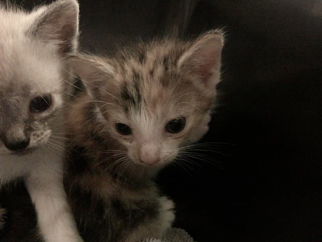 Amaryllis - Domestic Short Hair