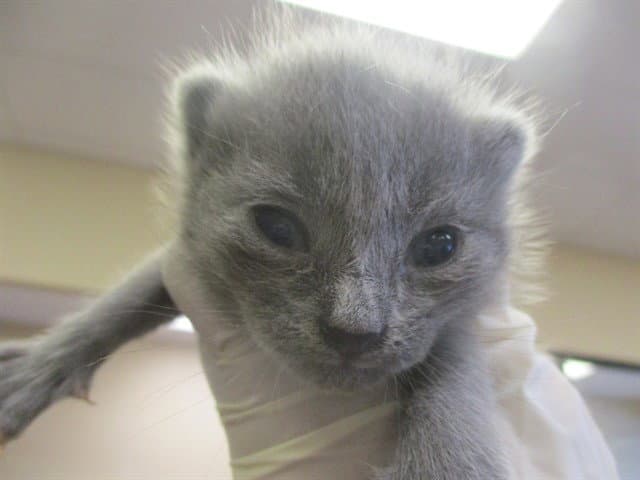 Unknown - Domestic Medium Hair
