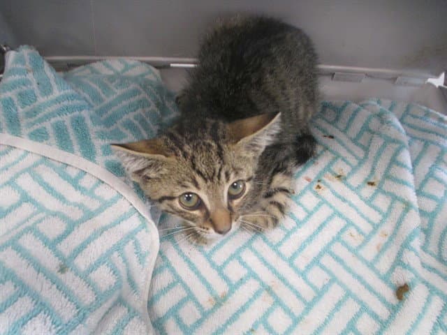 Noah - Domestic Short Hair