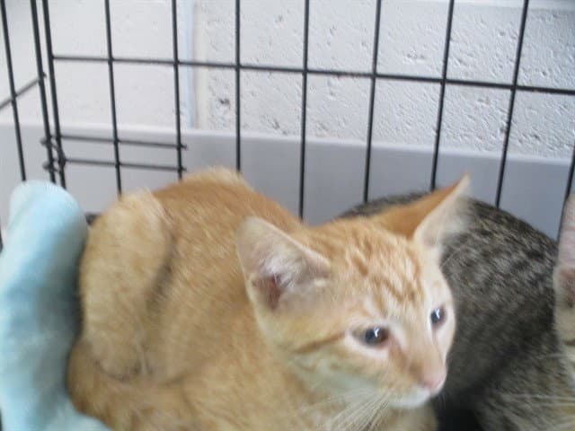 Apollo - Domestic Short Hair