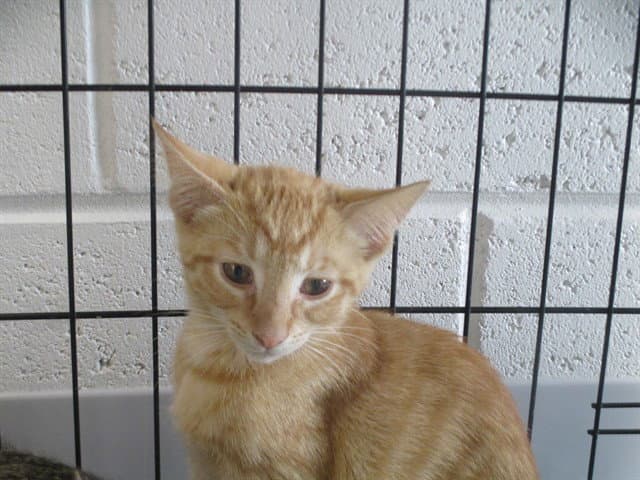 Aries - Domestic Short Hair