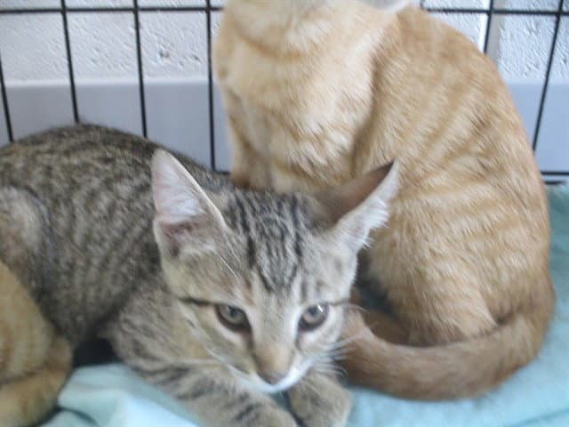 Asteria - Domestic Short Hair